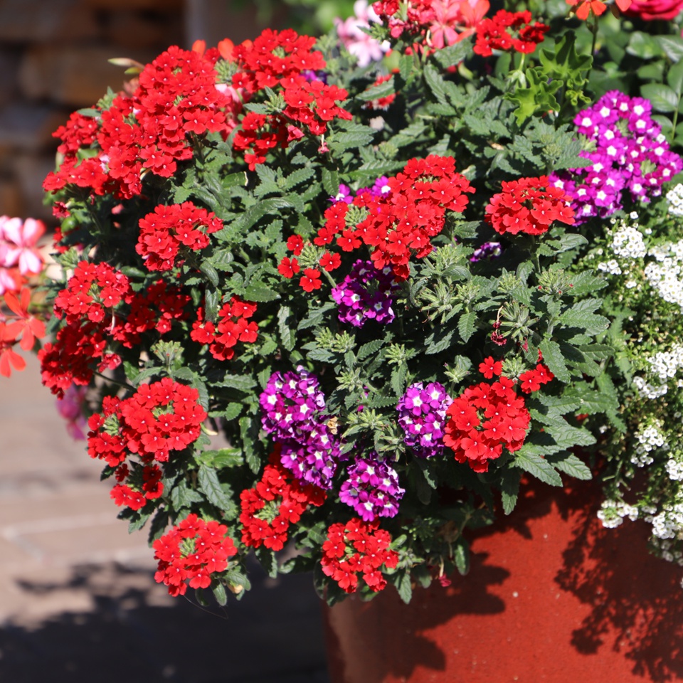 Blumen rund ums Haus